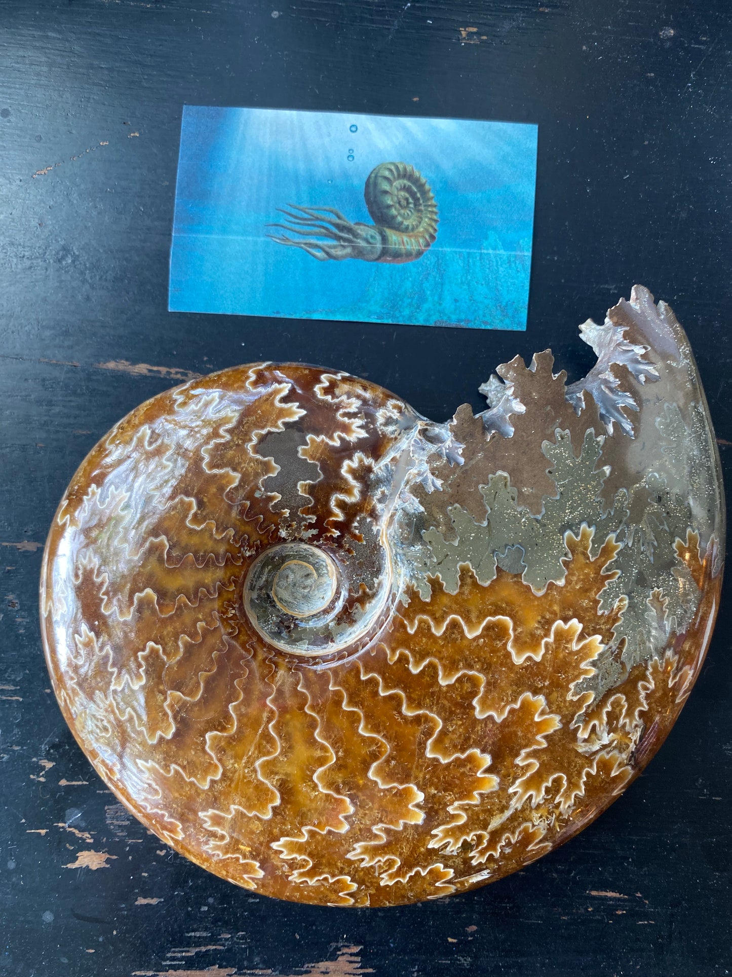 Polished Ammonite Fossil -6.25" x4.75' 1Lb 9 Oz.-Madagascar - Moon Room Shop and Wellness