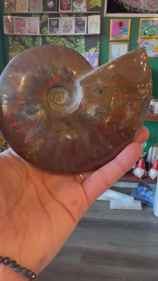 Fire Ammonite 355 g Madagascar