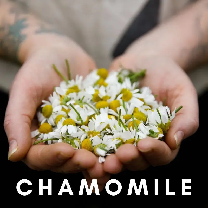Chamomile Flower Essence - Moon Room Shop and Wellness