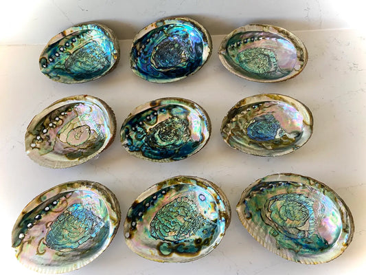 Abalone Shell - Moon Room Shop and Wellness