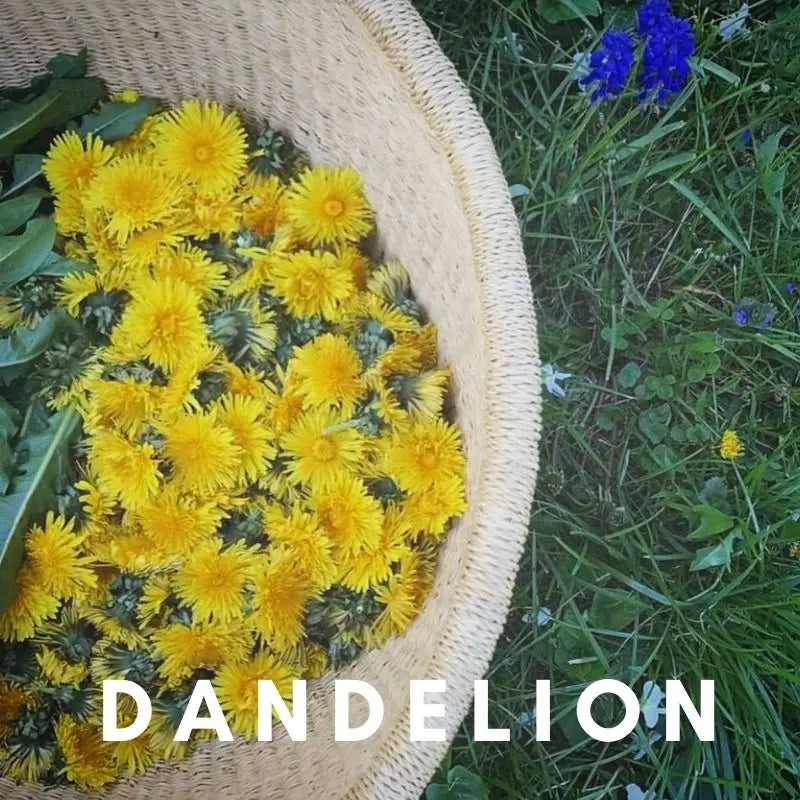 Dandelion Flower Essence - Moon Room Shop and Wellness