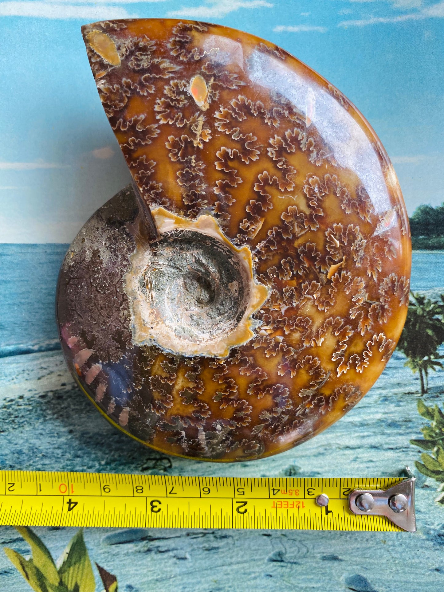 Polished Ammonite Fossil 5"x4" - Moon Room Shop and Wellness