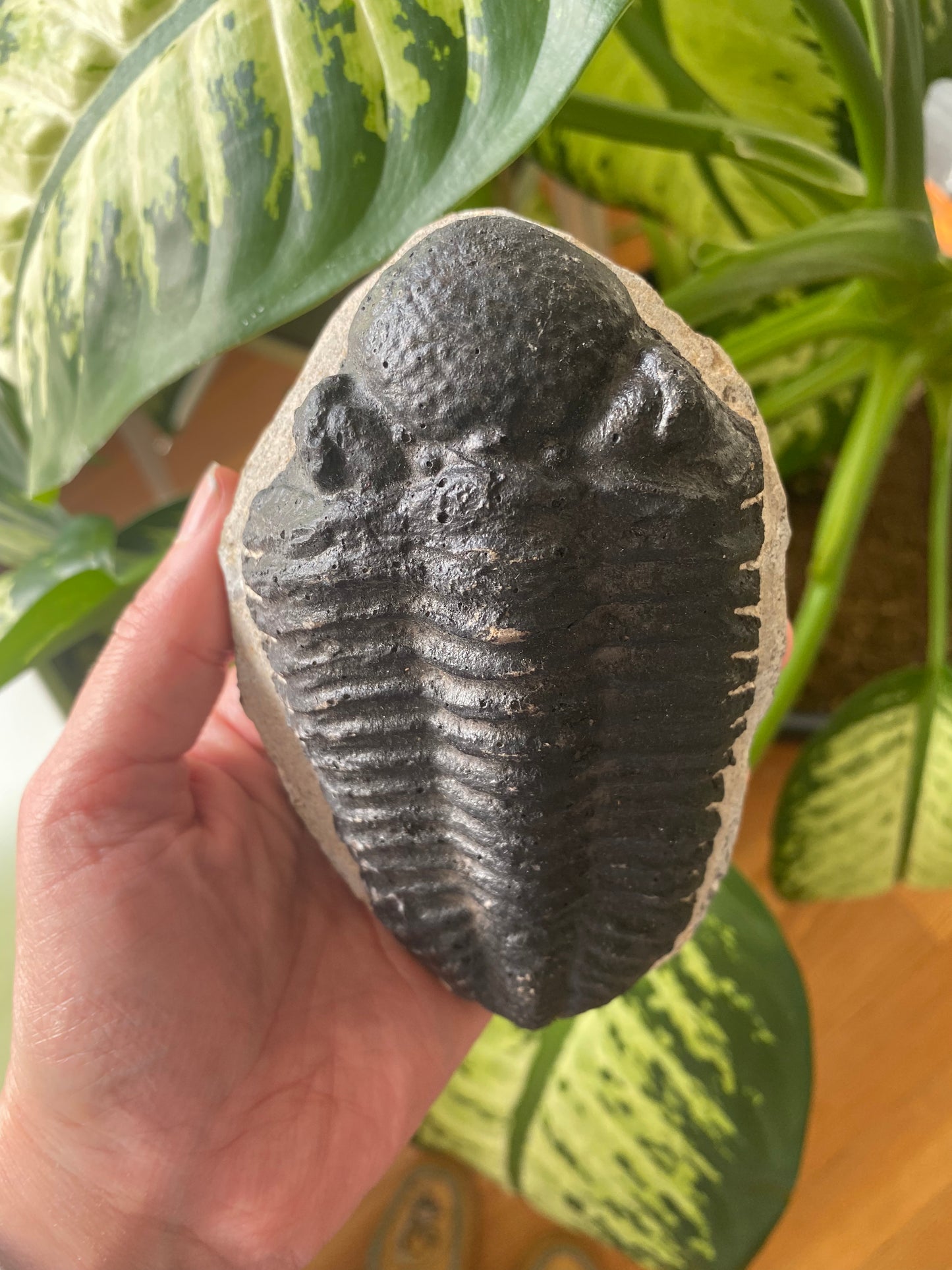 Trilobite Fossil - Moon Room Shop and Wellness