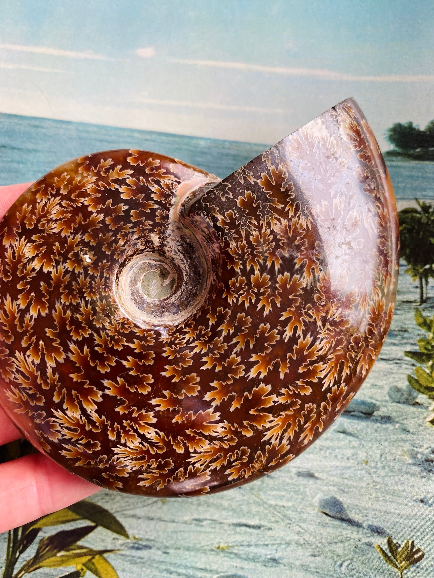 Polished Ammonite Fossil Madagascar 4.75"x4" - Moon Room Shop and Wellness