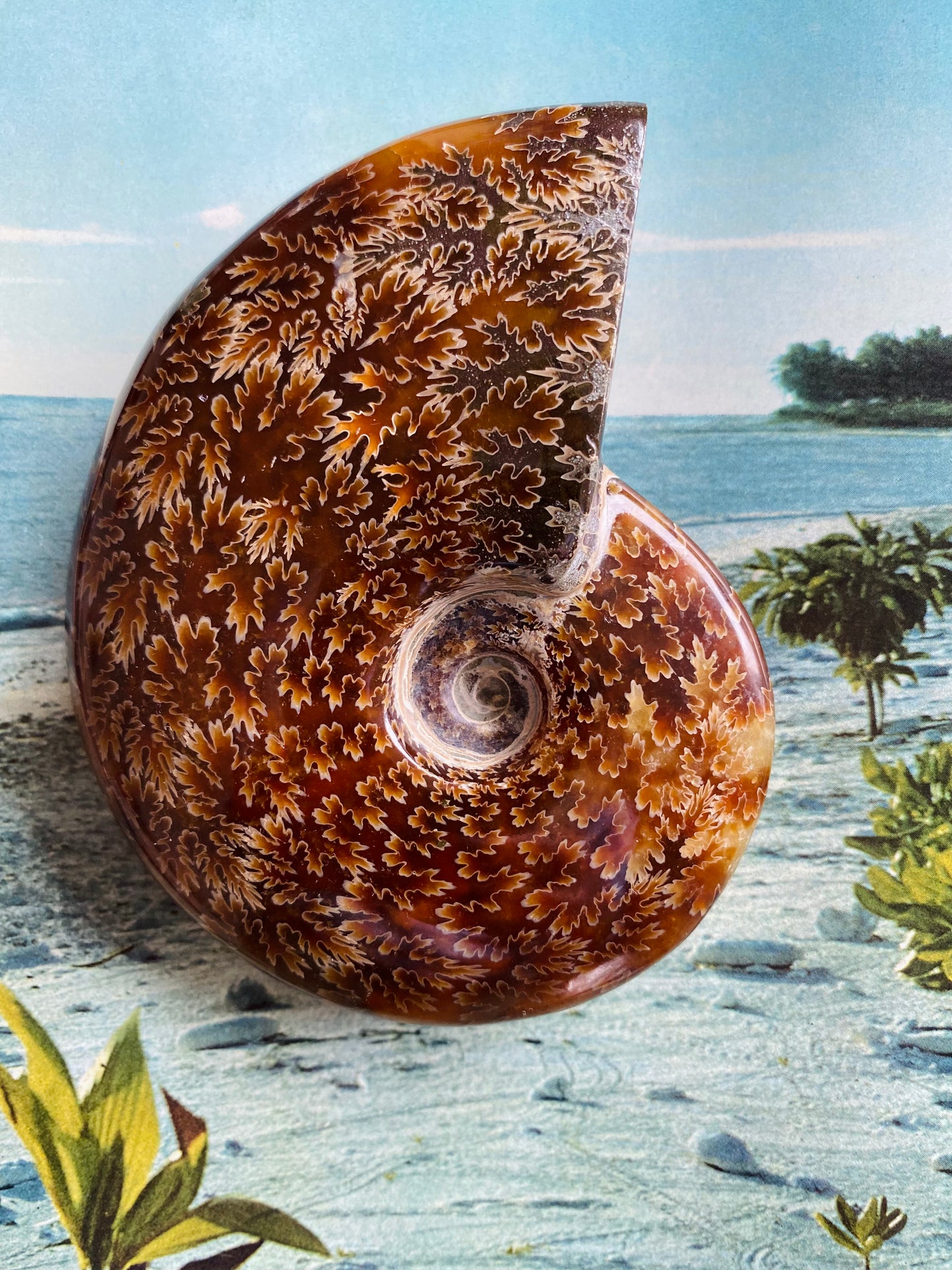 Polished Ammonite Fossil Madagascar 4.75" x 4.00"- Moon Room Shop and Wellness