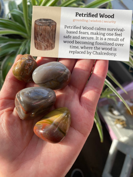 Large Tumbled Petrified Wood -Arizona - Moon Room Shop and Wellness