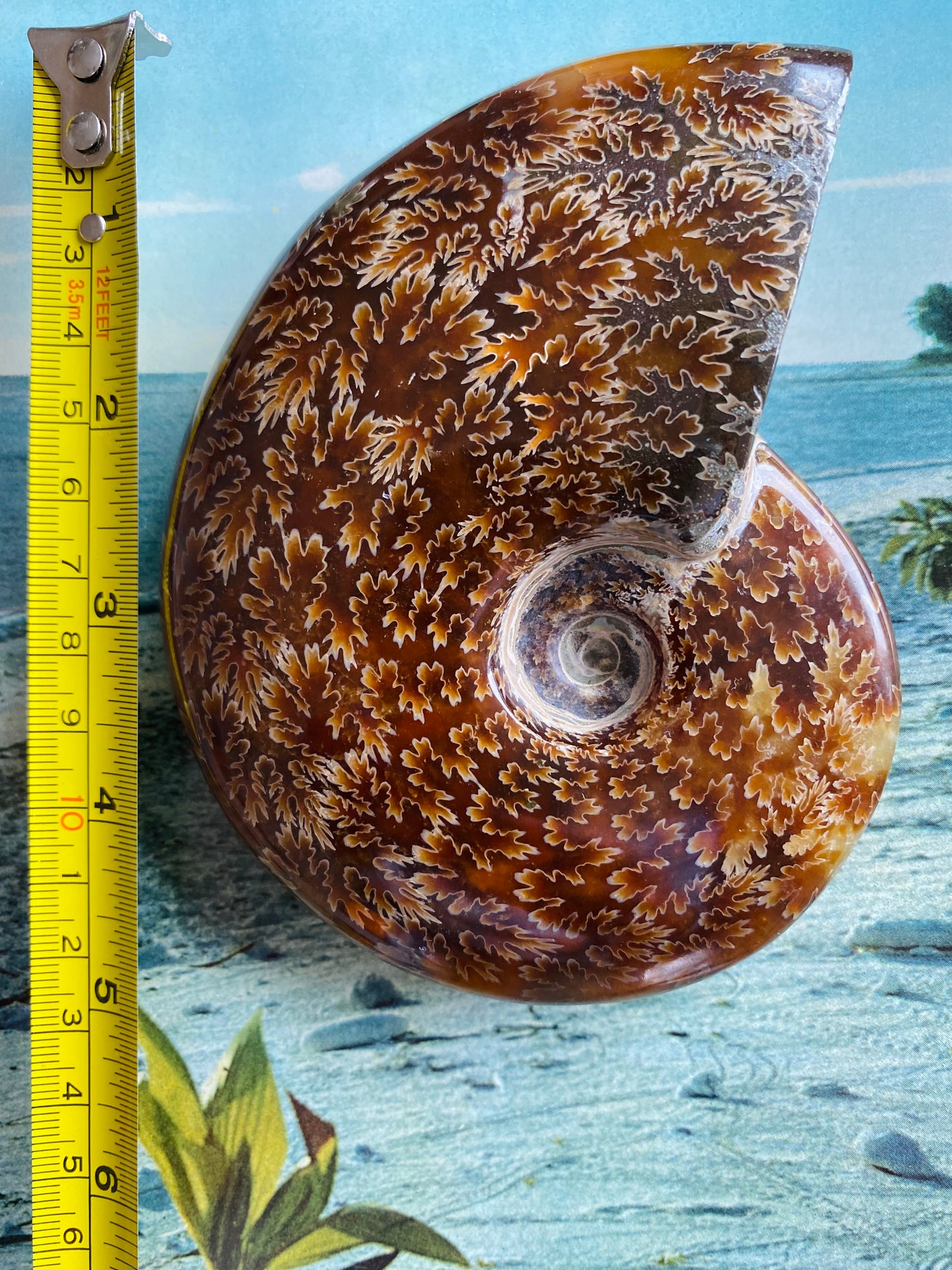 Polished Madagascar Ammonite Fossil 4.75"x4" - Moon Room Shop and Wellness