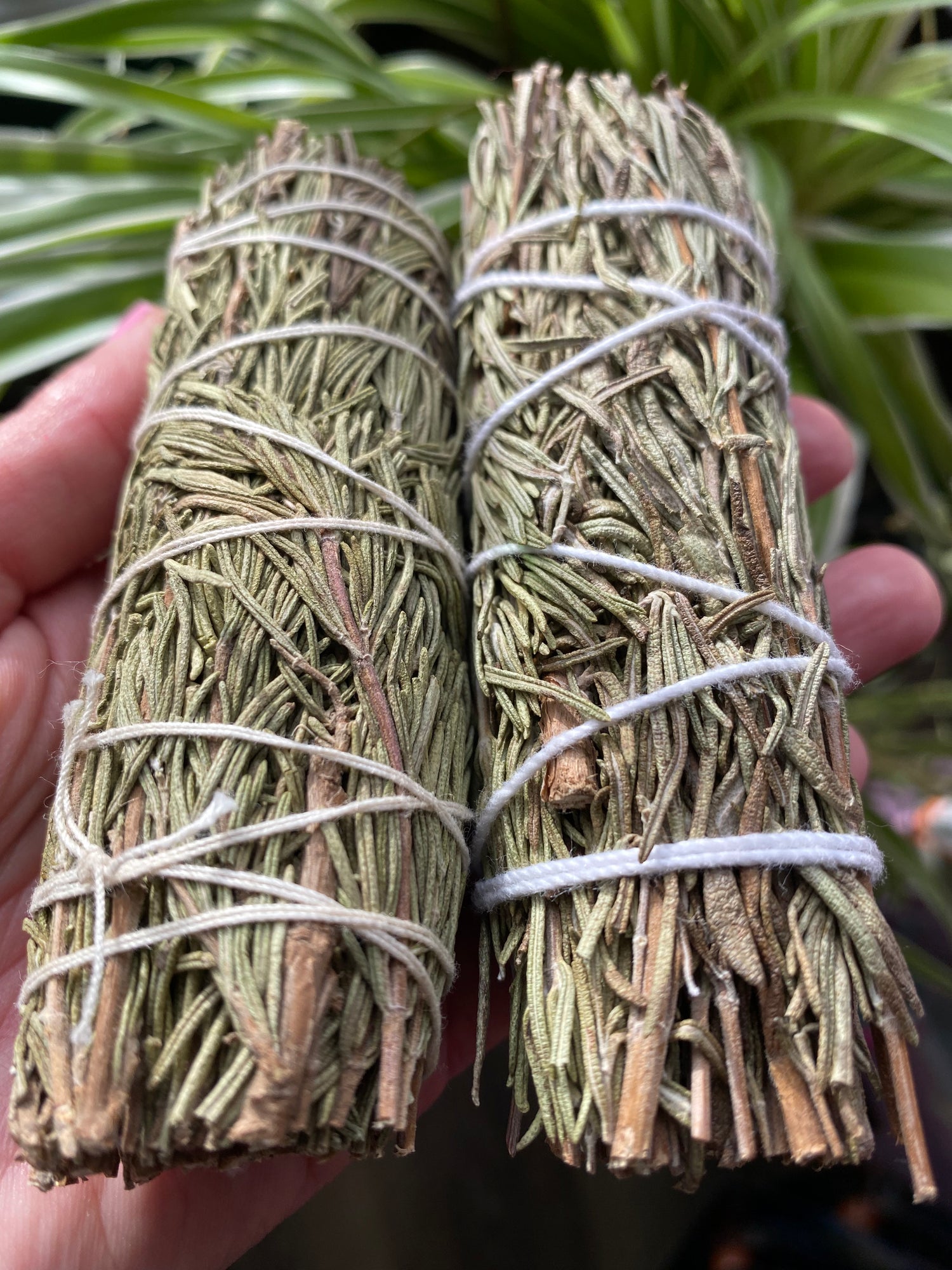 Rosemary Bundle-Premium quality- hand tied -No pesticides- sun dried - Moon Room Shop and Wellness