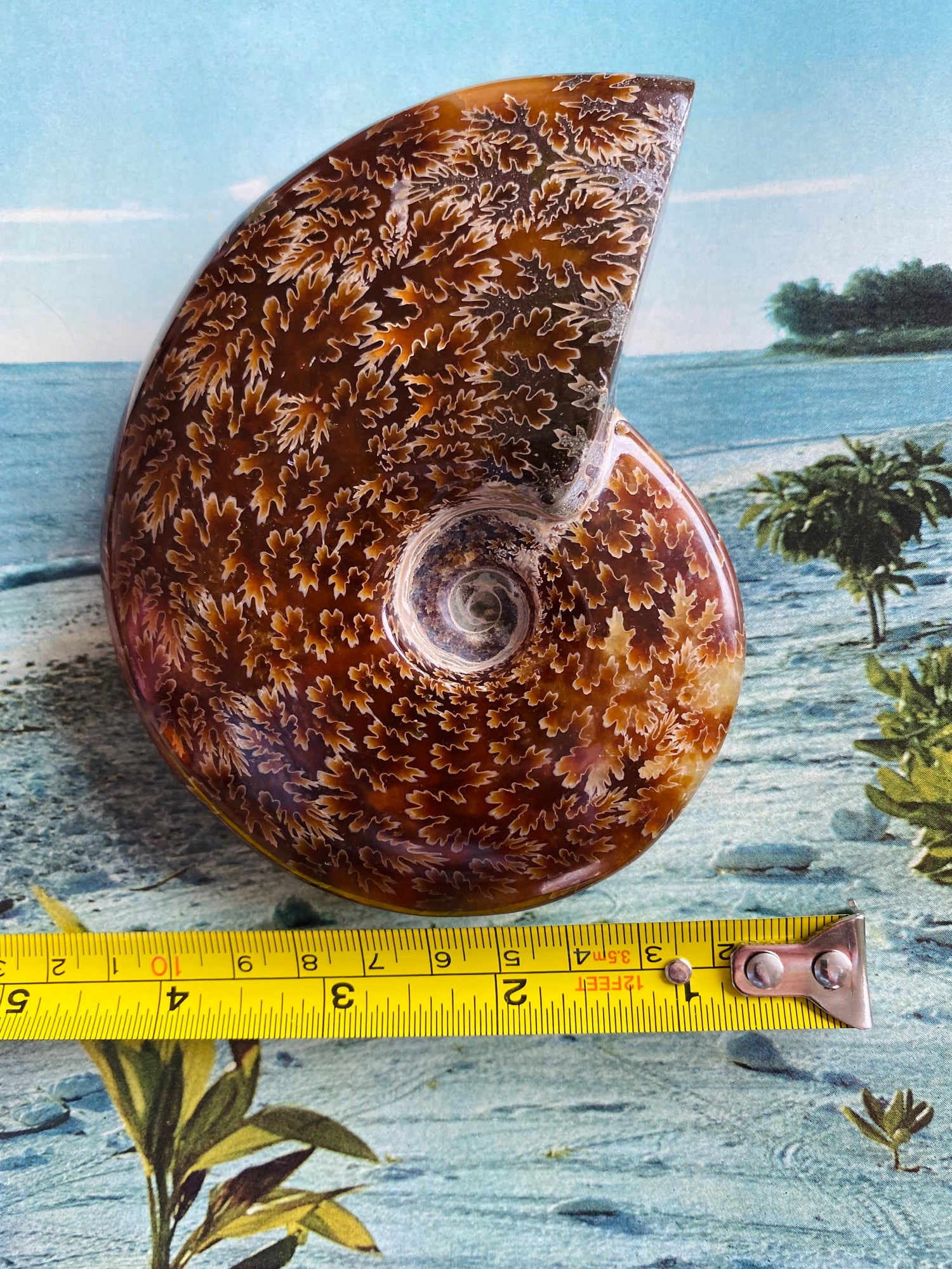 Polished Madagascar Ammonite Fossil 4.75"x4" - Moon Room Shop and Wellness
