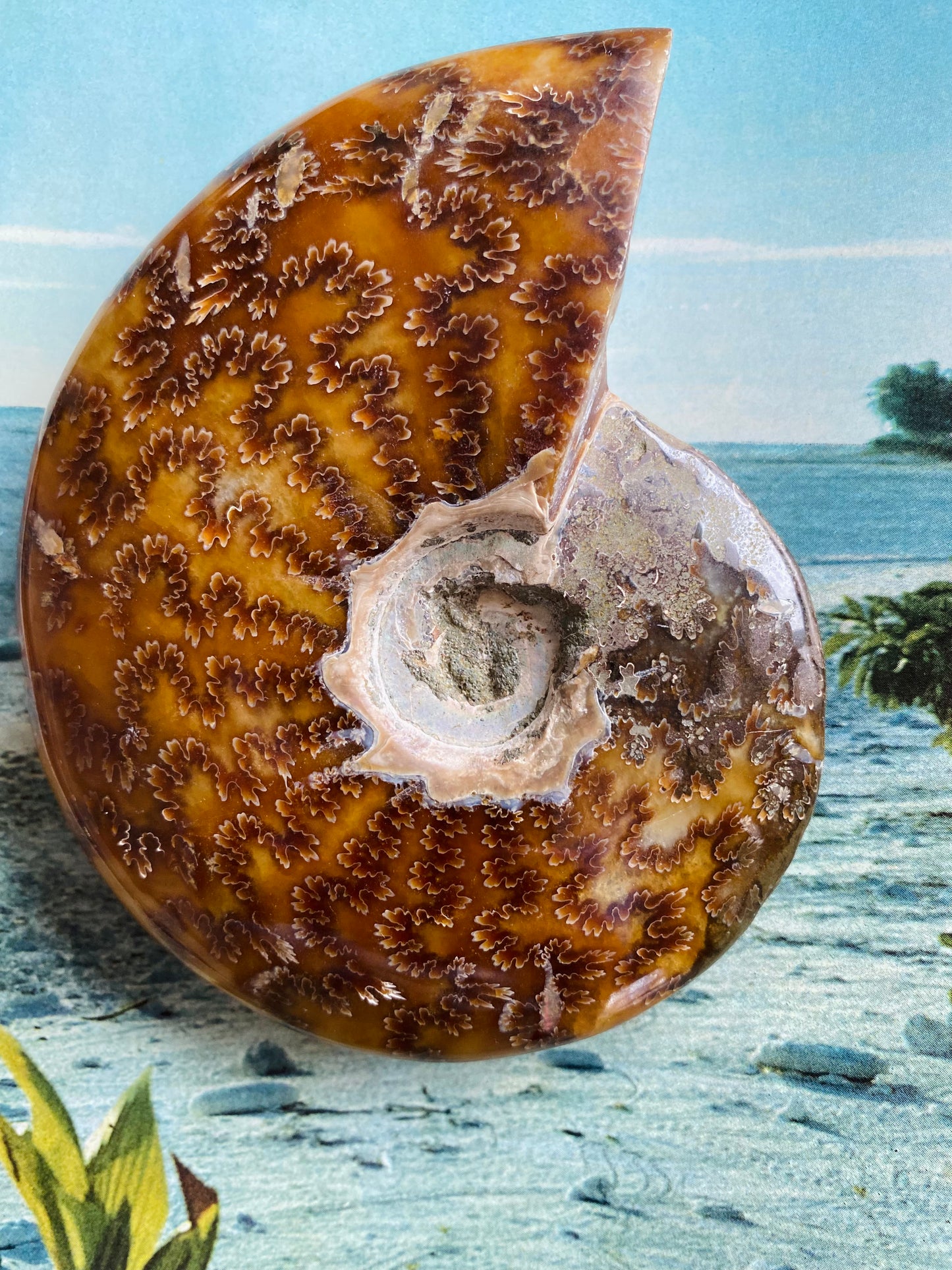 Polished Ammonite Fossil 5"x4" - Moon Room Shop and Wellness