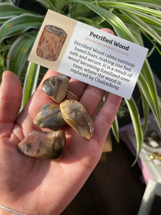 Petrified Wood Tumbled Small -Madagascar - Moon Room Shop and Wellness