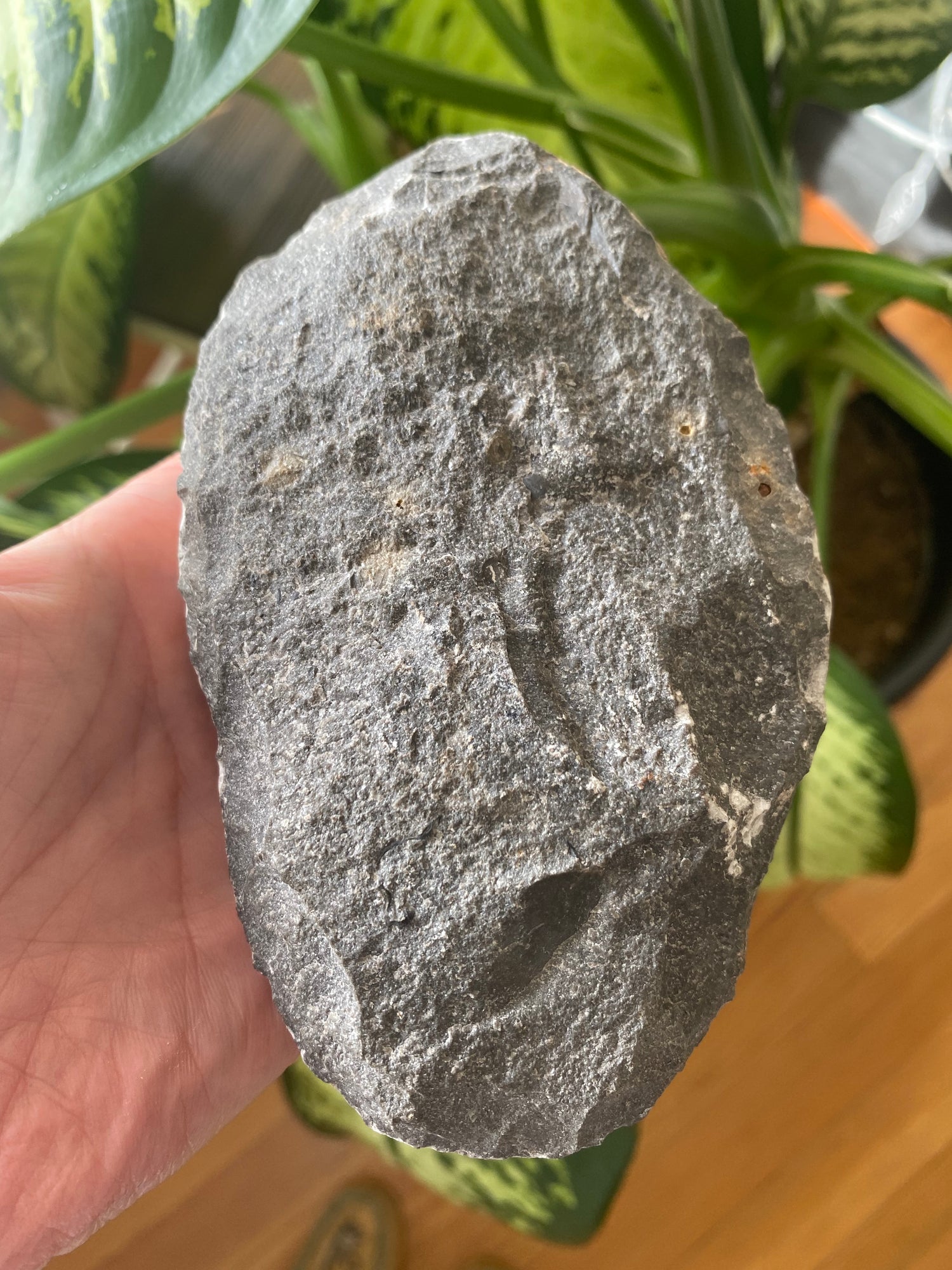 Trilobite Fossil - Moon Room Shop and Wellness