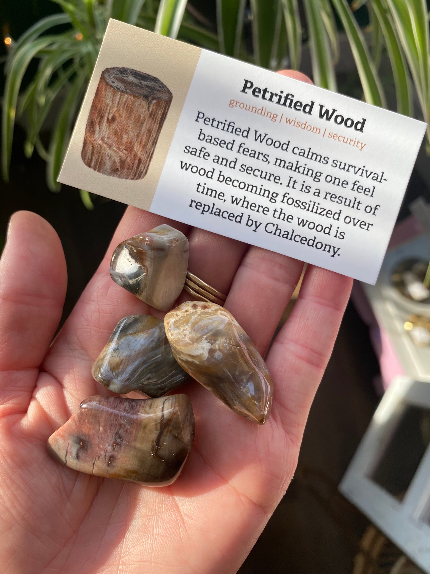 Small Tumbled Petrified Wood -Madagascar - Moon Room Shop and Wellness
