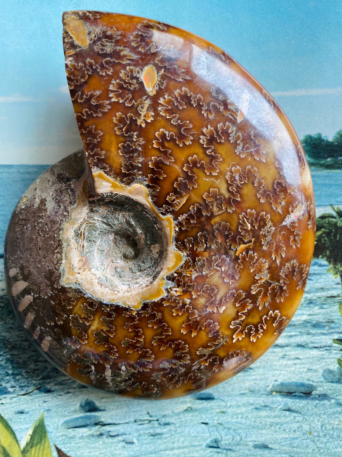 Polished Madagascar Ammonite Fossil 5"x4" - Moon Room Shop and Wellness